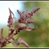 Atriplex hortensis 'purpurea' -- Gartenmelde 
